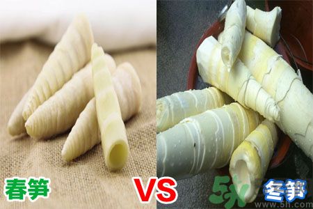 春筍和冬筍的區別有哪些?教你辨別春筍和冬筍