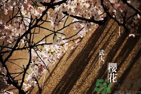為什么那么多人喜歡櫻花?中國和日本櫻花有什么區別