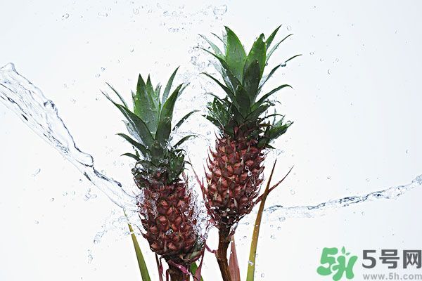 菠蘿和螃蟹能一起吃嗎？菠蘿能與螃蟹同吃嗎？