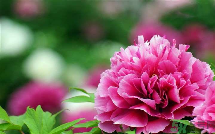 懷孕了能養花嗎？養什么花對胎兒好？