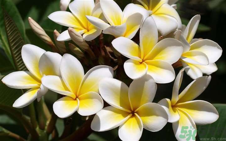 懷孕了能養花嗎？養什么花對胎兒好？