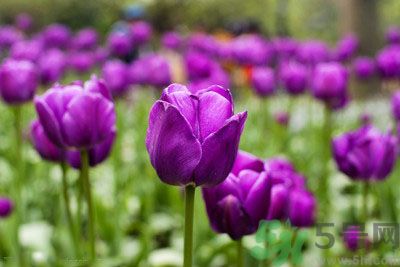 懷孕了能養花嗎？養什么花對胎兒好？