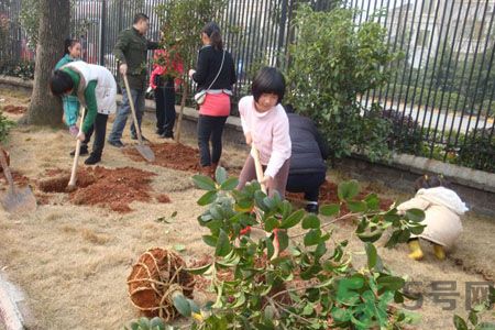 植樹節種什么樹?植樹節和孩子一起種什么樹好?