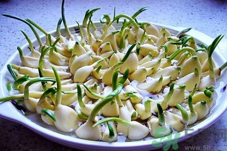吃大蒜能降血壓嗎？大蒜發芽了還能吃嗎？
