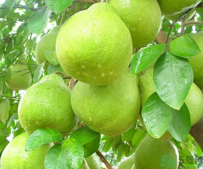 春季吃什么養(yǎng)生？春季怎樣養(yǎng)生？