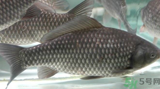 吃魚真的能變聰明嗎？喝魚湯有什么好處？