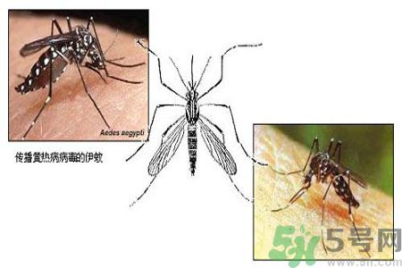 黃熱病可以吃水果嗎？怎么預防黃熱病癥狀？