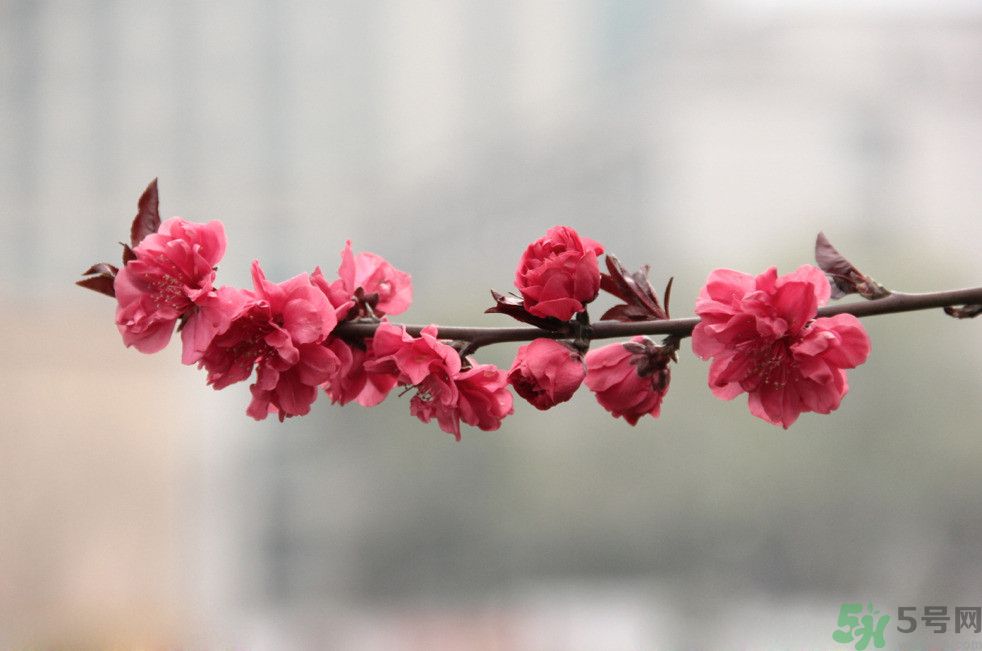 什么花可以凈化空氣？什么花可以減肥？