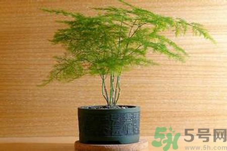 什么花可以凈化空氣？什么花可以減肥？