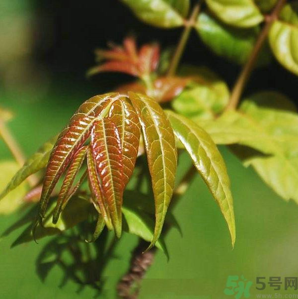 吃香椿要焯水嗎？吃香椿焯水還有營養價值嗎？