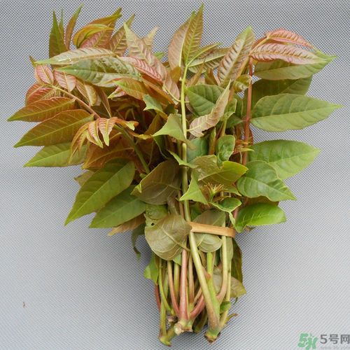 吃香椿要焯水嗎？吃香椿焯水還有營養價值嗎？
