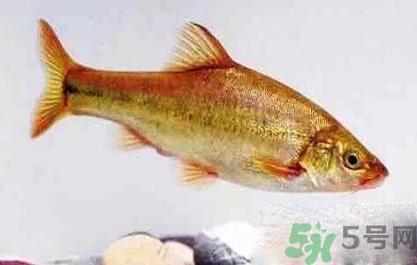 怎么挑選魚(yú)？挑魚(yú)的技巧有哪些？