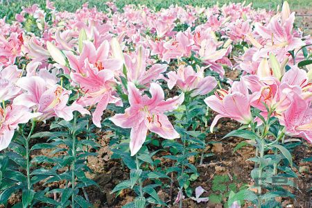 百合花可以吃嗎？百合花吃哪種？