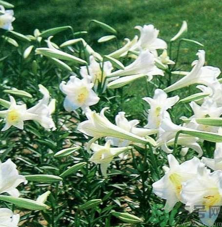 百合花可以吃嗎？百合花吃哪種？