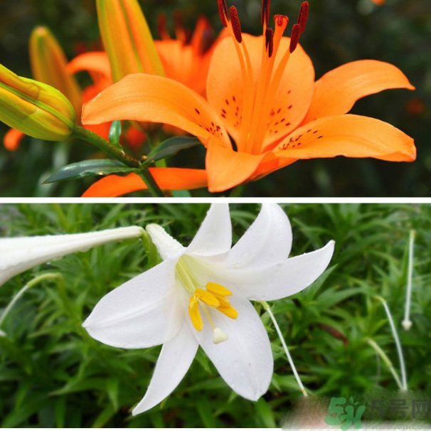 百合花可以吃嗎？百合花吃哪種？