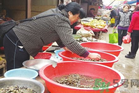怎么挑選螺螄？螺螄怎么清洗？