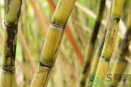 清明節(jié)可以吃甘蔗嗎？清明節(jié)不能吃哪些食物？