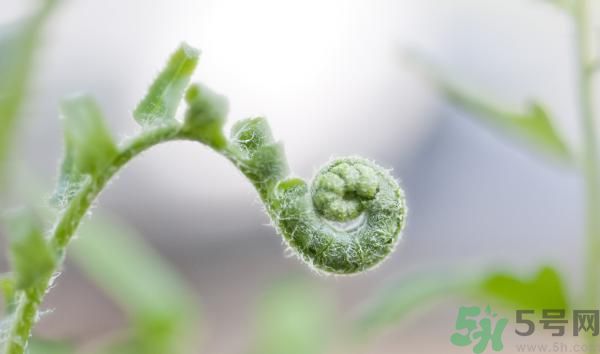 清明節(jié)可以吃甘蔗嗎？清明節(jié)不能吃哪些食物？