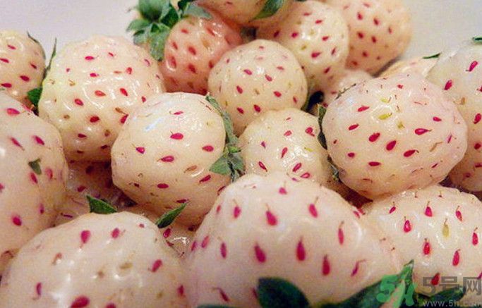 菠蘿莓孕婦能吃嗎？菠蘿莓懷孕可以吃嗎？