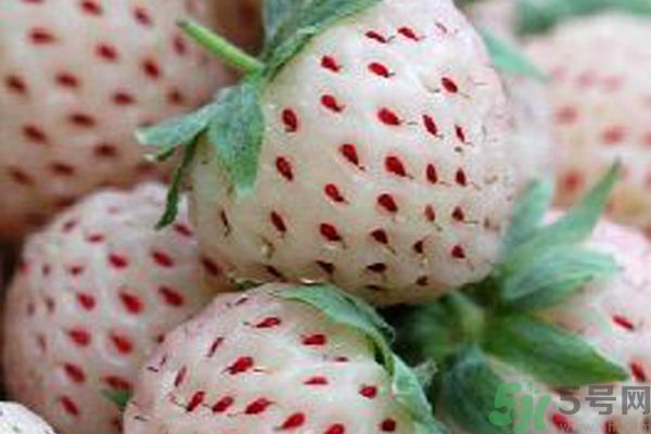 菠蘿莓孕婦能吃嗎？菠蘿莓懷孕可以吃嗎？