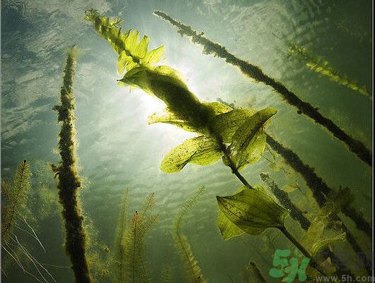 海帶用冷水泡還是熱水泡發？海帶怎么泡才不會發硬？