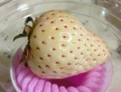 懷孕初期能吃菠蘿莓嗎？懷孕5個月可以吃菠蘿莓嗎？