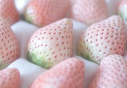 寶寶能吃菠蘿莓嗎？嬰幼兒能吃菠蘿莓嗎？