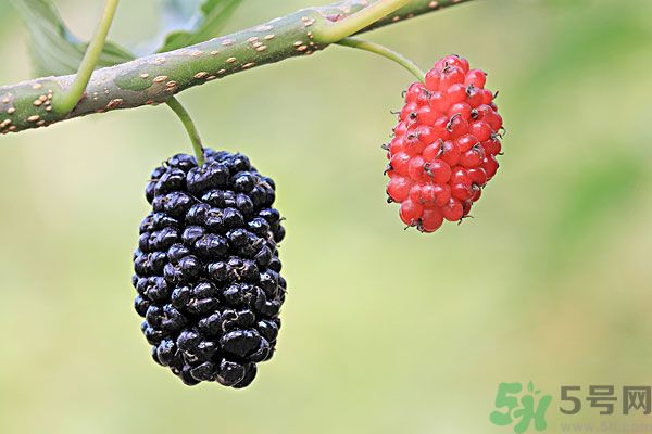 哺乳期能不能吃桑葚？桑葚產(chǎn)婦能吃嗎？