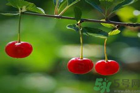 痛風(fēng)可以吃櫻桃嗎？痛風(fēng)吃櫻桃好嗎？