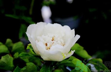 牡丹花可以做面膜嗎？牡丹花怎樣做面膜