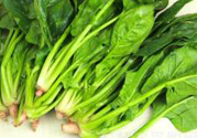菠菜是發物嗎?菠菜是不是發物?