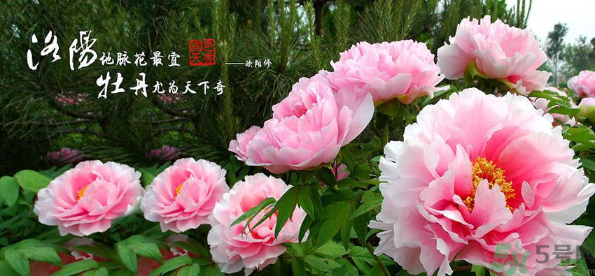 洛陽牡丹文化節活動有哪些？洛陽牡丹文化節門票是多少？