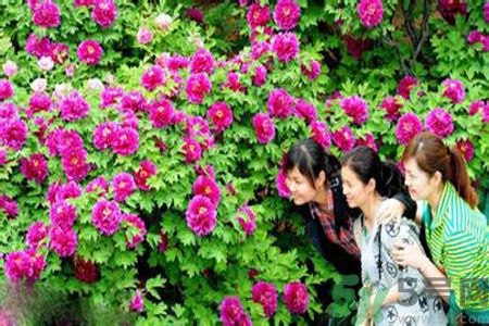 洛陽牡丹文化節活動有哪些？洛陽牡丹文化節門票是多少？