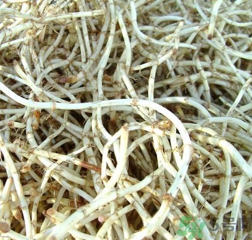 魚腥草可以炎癥嗎？魚腥草怎么治炎癥？