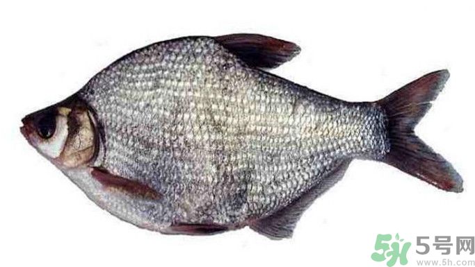 武昌魚是鳊魚嗎？武昌魚和鳊魚區別哪個好吃？