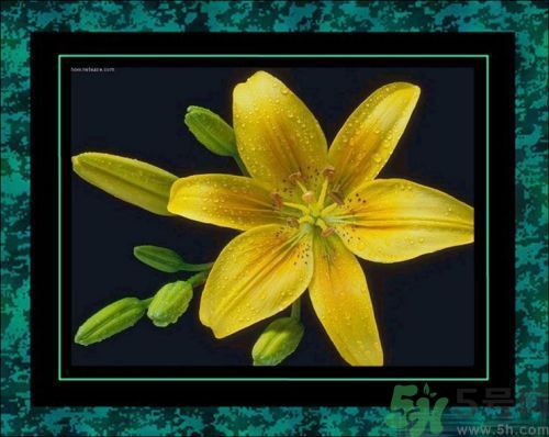 母親節送什么花好？母親節應該送什么鮮花？