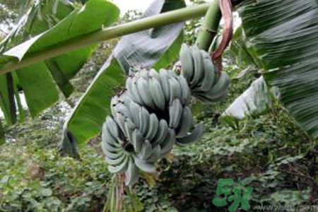 牛奶蕉是熱性還是涼性？牛奶蕉是涼性嗎？