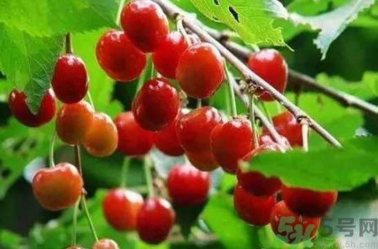 吃櫻桃拉肚子怎么辦？吃櫻桃拉肚子是怎么回事？