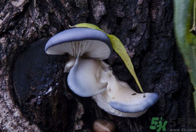 蘑菇能生吃嗎？蘑菇生吃會中毒嗎？