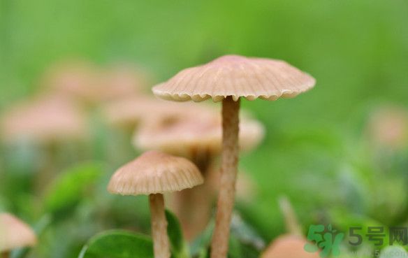 蘑菇能生吃嗎？蘑菇生吃會中毒嗎？