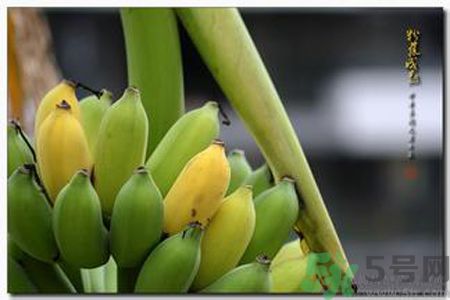 牛奶蕉可以減肥嗎？牛奶蕉怎么吃減肥？