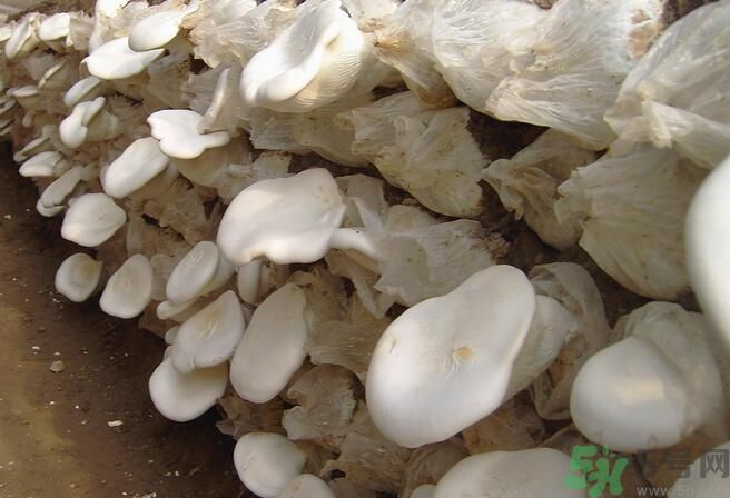白靈菇和杏鮑菇有什么區別？白靈菇有什么營養價值？