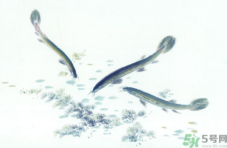 石斛和泥鰍能同吃嗎？石斛和泥鰍能一起吃嗎？