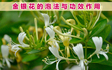 金銀花是熱性還是涼性 金銀花是去火還是上火