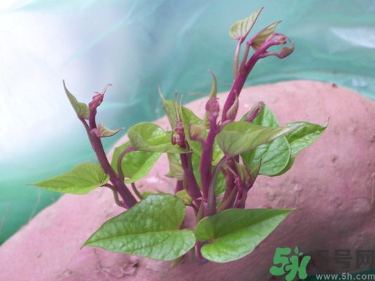 地瓜發芽了還能吃嗎?地瓜發芽有毒嗎