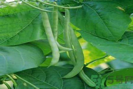 四季豆沒熟吃了會中毒嗎？吃四季豆中毒了怎么辦？