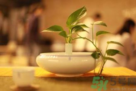 孕婦可以喝米茶嗎？懷孕可以喝米茶嗎？