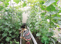 陽臺(tái)怎么種蔬菜？陽臺(tái)適合種什么蔬菜？