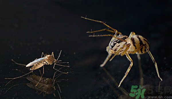 紗窗網(wǎng)密度蚊子能進(jìn)去嗎？紗窗能擋住蚊子嗎？