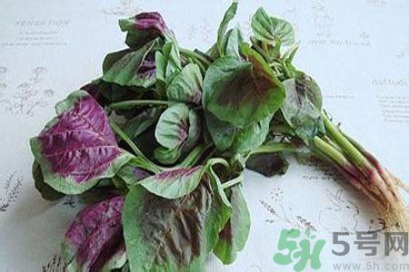 漢菜是熱性還是涼性？漢菜是涼性的嗎？